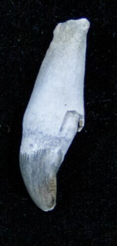 Fossil Porpoise Tooth - Lee Creek Mine #3466